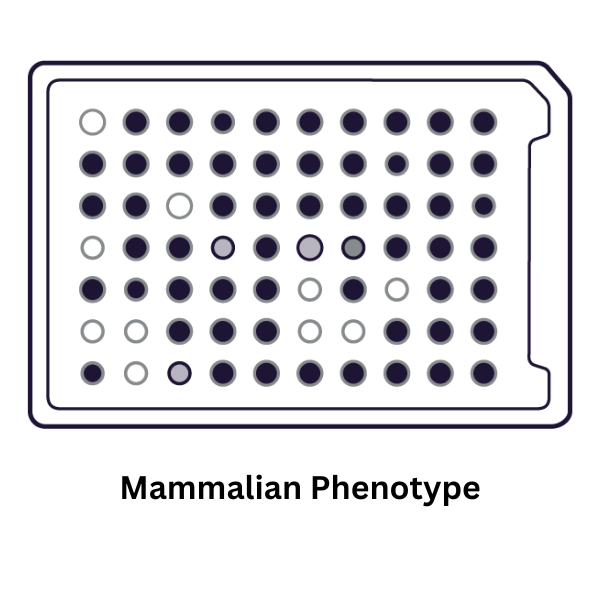 Mammalian Phenotype