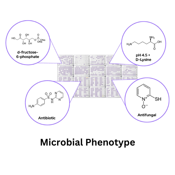 Microbial Phenotype